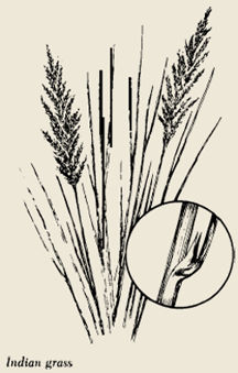 image of Indian Grass